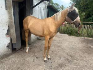 andalusier stut jährling palomino