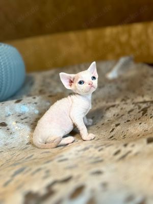 Kitten Devon Rex Auszugsfertig gechipt geimft Stammbaum 