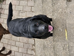 Labrador Rüde schwarz