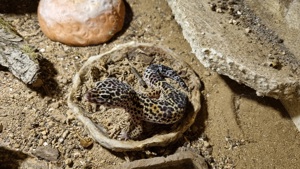 Leopardgeckos Männchen