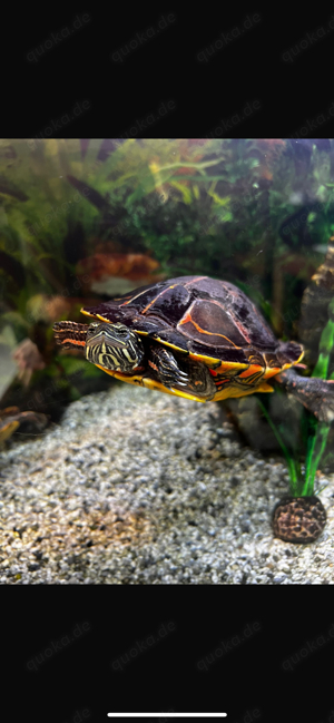 Rückenstreifen-Zierschildkröten