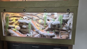 3 Leopardgeckos mit Terrarium ab zugeben aus Zeitmangel
