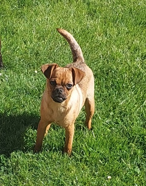 Retromops Puggle Rüde