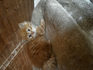 Britisch Langhaar Kater Kitten