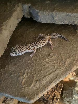 Leopardgecko 