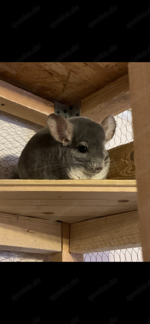 Chinchillas abzugeben. Dringend!