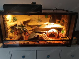 Geckos mit Terrarium