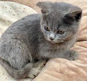 BKH Baby Kater Kitten, Grau, sehr Kuschelig und lieb