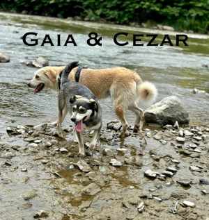 Cezar - großer Kuschelbär! Bild 10