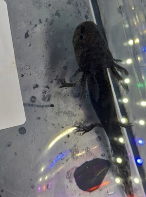 Axantischer Wildling Axolotl Jungtiere