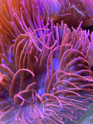 Kupferanemone   Entacmaea quadricolor    Meerwasser Bild 2