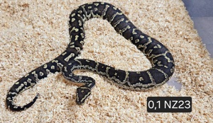 1,2 Angola Python (Python anchietae) NZ23