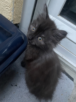 Maine-Coon mix weibchen