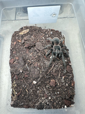 Lasiodora Parahybana (Vogelspinne)