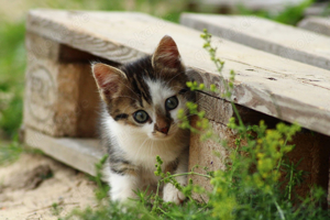 kleiner Kater sucht neues Zuhause