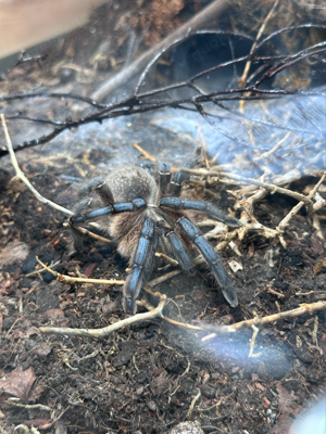 Harpactira Pulchipres (Vogelspinne)