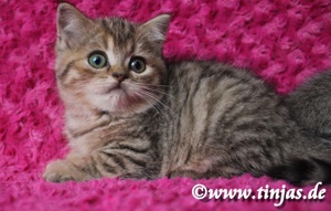 Britisch Kurzhaar Katzenbaby black golden tabby spotted