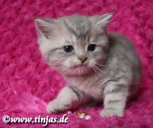 Britisch Kurzhaar Katzenbaby blue golden tabby classic