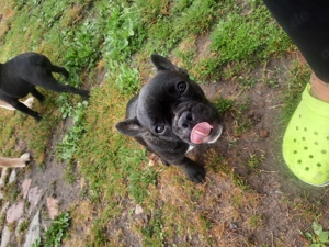 Französische Bulldoggen Welpen 