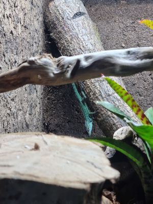 Anolis marmoratus trois rivieres 