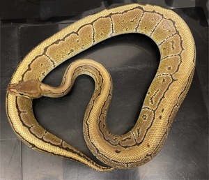 1,0 Königspythons Pinstripe Tausch möglich 