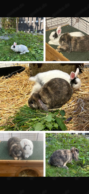 Kanninchen in gute Hände abzugeben