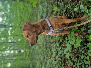 Labrador Hündin in foxred sucht ein zu Hause 