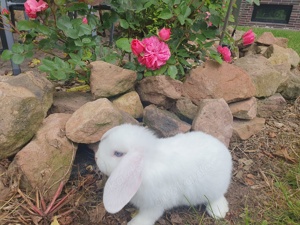 Mini Lop's  Zwergwidder  Minilop  Zwergkaninchen 