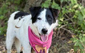 Terrier-Mix Tonia sucht ihr Zuhause!