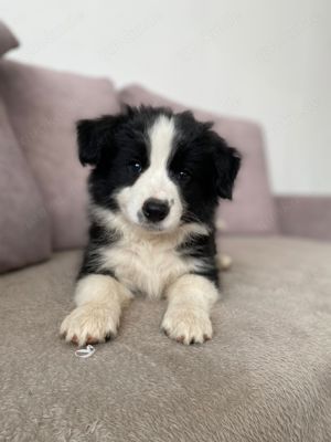 Border Collie VDH FCI