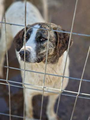 Chestnut möchte Familienhund werden 