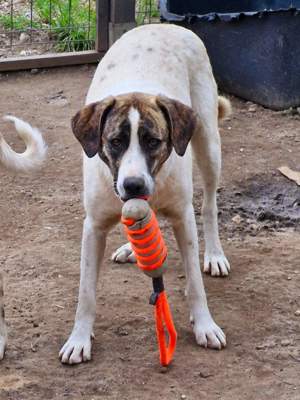 Chestnut möchte Familienhund werden 