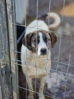 Chestnut möchte Familienhund werden 