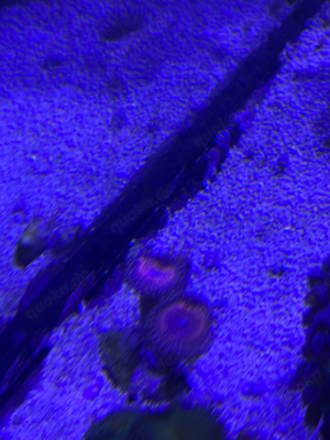 zoanthus Korallen ableger