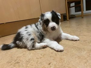 2x Australian Shepherd