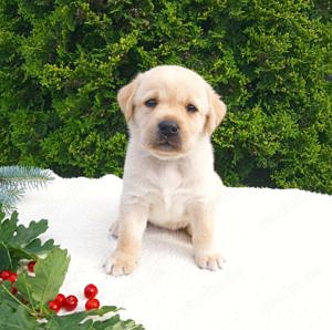 Reinrassige Labrador - Welpen.