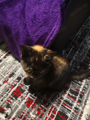 Kitten sucht zu Hause