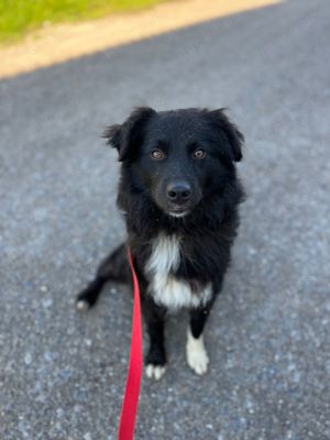 Hübscher Border Collie Mischling Loki  *reserviert*