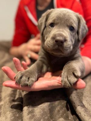 Wunderschöne Labrador Retriever Welpen mit Ahnentafel, ab sofort Besichtigung möglich!