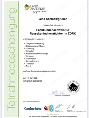 Superzahme Löwenköpfchen dürfen bald ausziehen! Kaninchen Zwergkaninchen Löwenzwerge  Bild 4