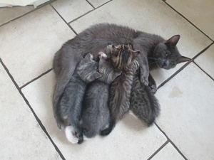 Katzenbabys 