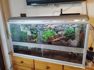 Kompl. Terrarium mit Inhalt zum Verkauf Tausch