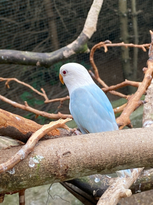 pfirsichköpfchen   Dilute Opaline