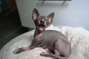 Canadien Sphynx Kitten reinrassig mit Stammbaum odd eyed.