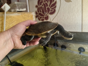 WasserSchildkröten mit Aquarium zu verkaufen 