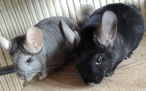 Chinchilla Pärchen 1,5 Jahre 