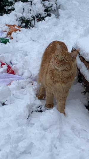 schöner rotfuchsiger Maine Coon 