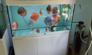 Diskus Aquarium mit Fischen