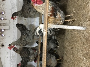 10 Bruteier reinr. Cream Legbar aus Hobbyzucht abzugeben. Bild 2