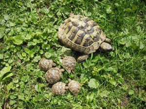 Landschildkröten Griechen